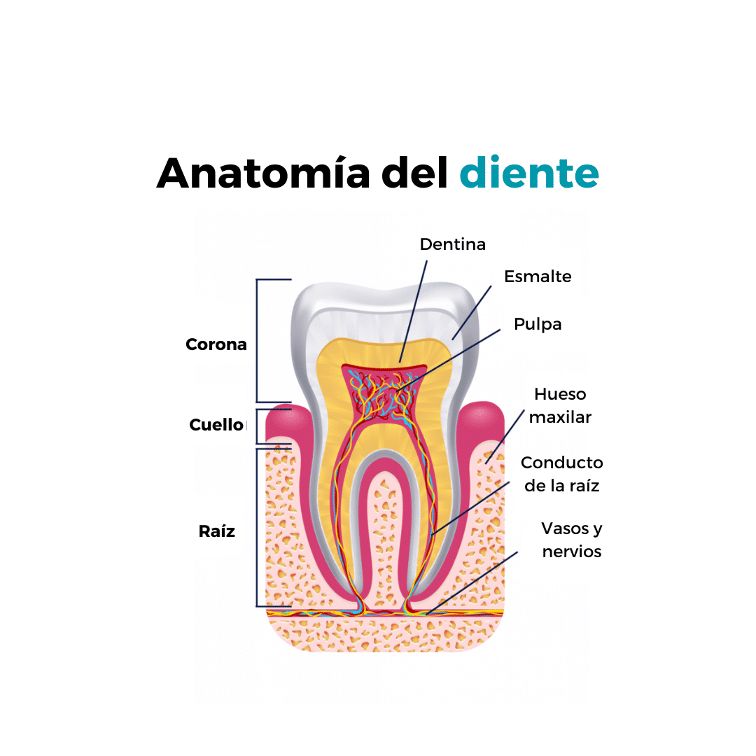 Anatomía dentaria